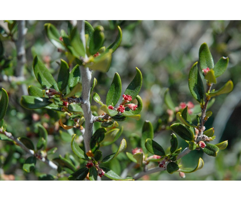 Curl-leaf Mountain Mahogany